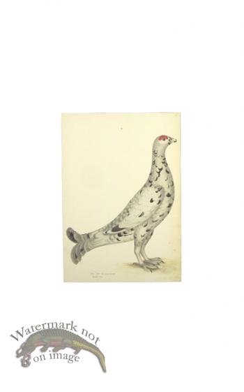 BLACK GROUSE LEUCISTIC FORM . PL 17